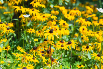 Spring flowers in the garden, a sunny day