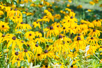 Spring flowers in the garden, a sunny day