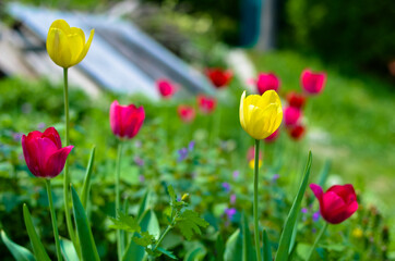 Red and yellow tulips in the spring garden
