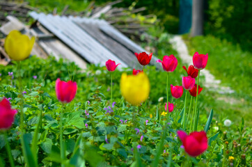 Red and yellow tulips in the spring garden