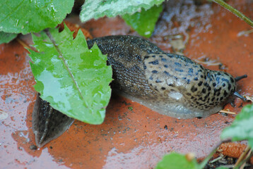 leopard slug