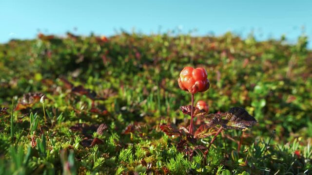 A single ripe CLOUDBERRY stands out against a vivid carpet of GREEN MOSS in a northern tundra. Macro shot with shallow depth of field.