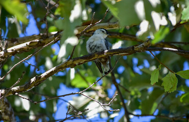 america, american, animals, bird, blue, cloudy, croton, croton bay, croton gorge, croton point park, day, environment, fall, fly high, high up, horizon, hudson, hudson river, in plain sight, isolation