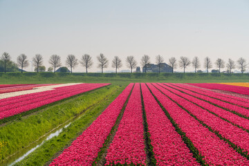 Europe, The Netherlands. Tulip field in the Beemster area.