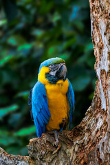 Blue-and-yellow macaw sitting on a dried tree branches