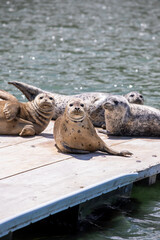 Vertical shot of seals on a dock at a harbor