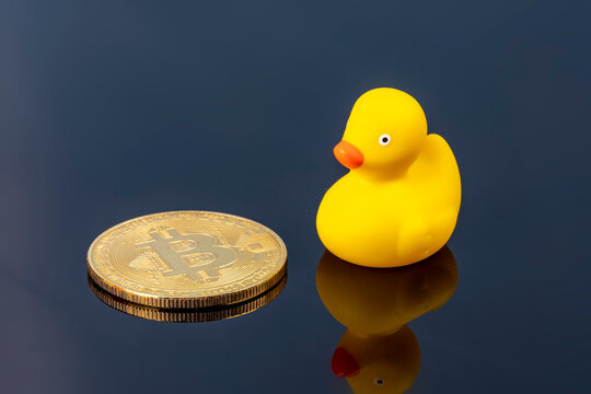 High angle view on yellow rubber duck standing next to golden bitcoin on dark reflecting background with mirror effect. Financial background with copy space. NFT in blockchain economy 