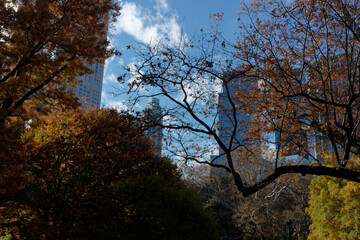 tree in the autumn