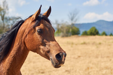 Portrait of brown haired arabian horse in the ranch.