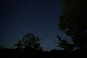 Naklejka premium 星空と木々