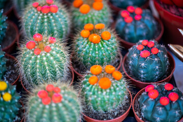 Close-up of a beautiful cactus flower with brightly colored buds and spikes growing on a green leaf under the sunlight. Botany. © Ali