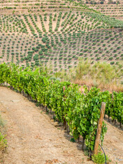 Fototapeta na wymiar Portugal, Douro Valley. Vineyard along with patterns of an olive grove.
