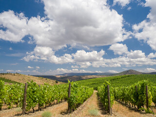 Fototapeta na wymiar Portugal, Douro Valley. Vineyards lining the hills.
