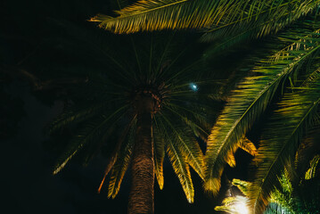 Branches of date palm tree under night sky. Amazing natural background. Looking up, summer vacation concept. Scene on tropical island beach.