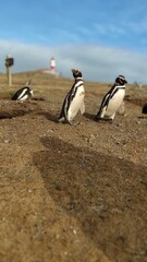 Penguins colony at Magdalena Island, Patagonia, Chile.
