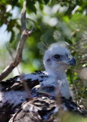 Vertical closeup shot of ferruginous hawk chicks on a nest © Keith Taite/Wirestock