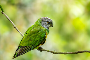 Brown-headed parrot sitting on a tree branch
