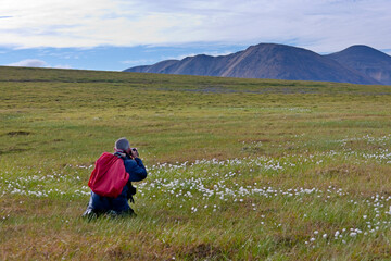Tourist photographing Cotton Grass on the tundra, Chukchi Peninsula, Russian Far East