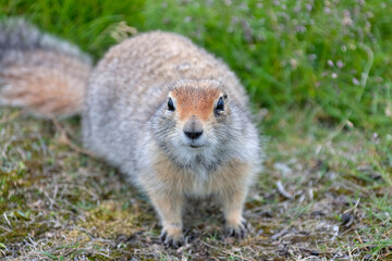 Naklejka na ściany i meble Ground squirrel, Chukchi Peninsula, Russian Far East