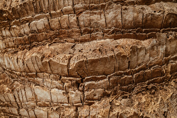 Detailed bark close-up of trunk date palm tree. Natural background.