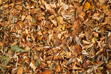 Yellow and orange leaves on forest ground. Natural autumn background.