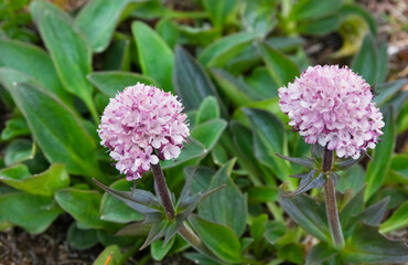 Capitate Valerian (Valeriana capitata), Wrangel Island in Chukchi Sea, Russian Far East