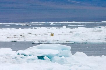 Polar bear on floating ice, Chukchi Sea, Russia Far East