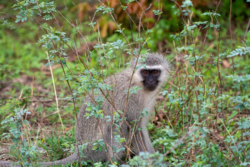 Vervet monkey