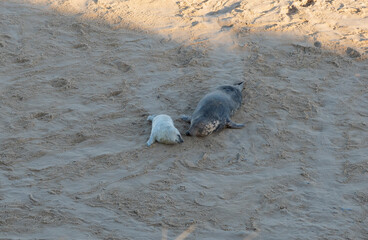 Seals lying on the beach