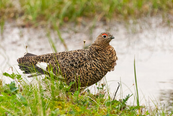 Willow grouse (willow Ptarmigan), Yttygran Island, Bering Sea, Russia Far East