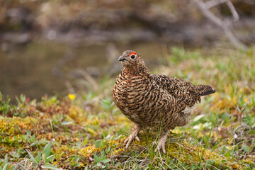 Willow grouse (willow Ptarmigan), Yttygran Island, Bering Sea, Russia Far East