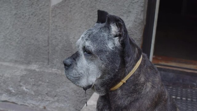 Old Cane Corso dog sitting and looking into distance.