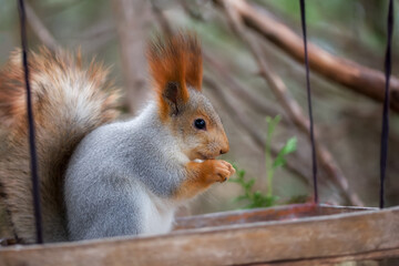 A very cute fluffy squirrel eats nuts in a feeder. Feeding animals in the park, the concept of animal care