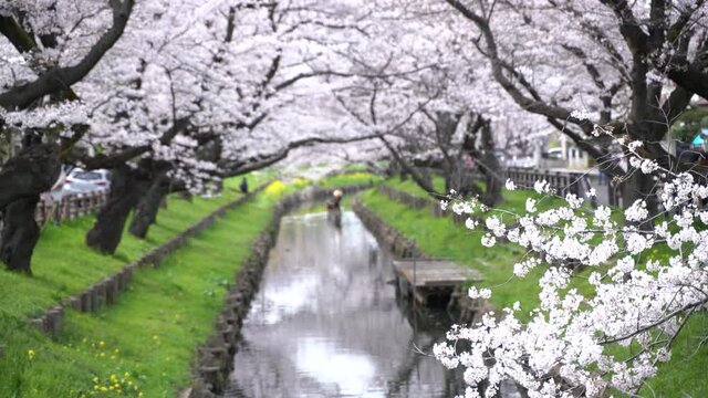 埼玉県　川越市 新河岸川 満開の桜