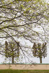 Sweden, Stockholm, trees, early spring