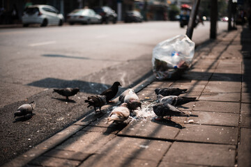 Beautiful shot of a bunch of pigeons eating bread crumbs off the ground © Bart12/Wirestock