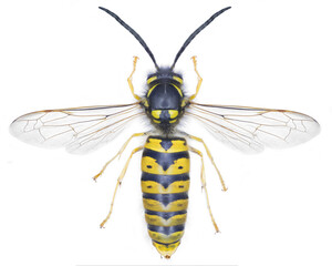 Vespula germanica wasp specimen