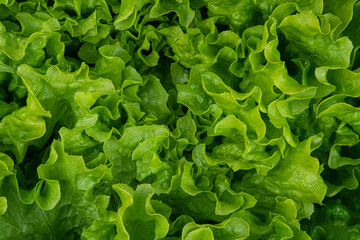Closeup shot of fresh green lettuce texture - obrazy, fototapety, plakaty