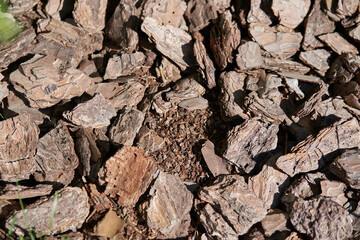 brown natural texture of tree bark. High quality photo
