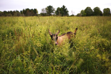 Fototapeta premium Dairy goats grazing in a field during the summer season in Ontario, Canada.
