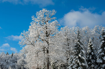 Forest under snow cover, sun and shadows, blue sky.