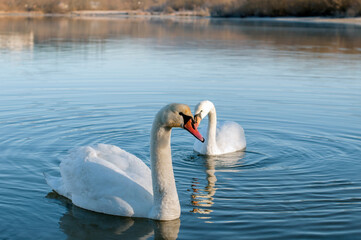 white swans group on the lake swim well under the bright sun