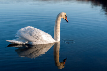 A white majestic swan floats in front of a wave of water. Young swan in the middle of the water. Drops on a wet head.