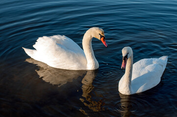 Fototapeta premium white swans group on the lake swim well under the bright sun