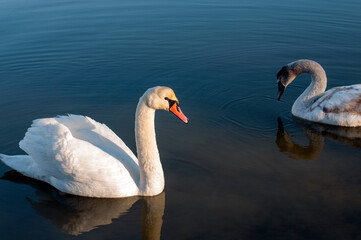 white swans group on the lake swim well under the bright sun