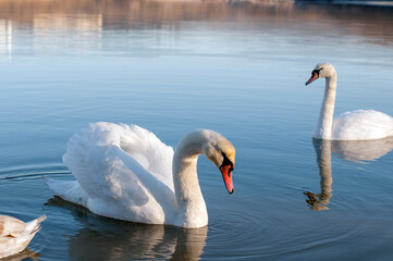 white swans group on the lake swim well under the bright sun