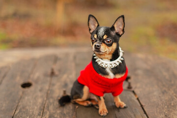 Animal, dog mini Chihuahua breed. Pet on a walk in nature.