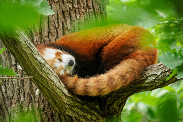 Red panda sleeping on oak branches.