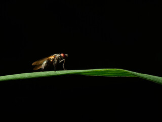 fly on leaf