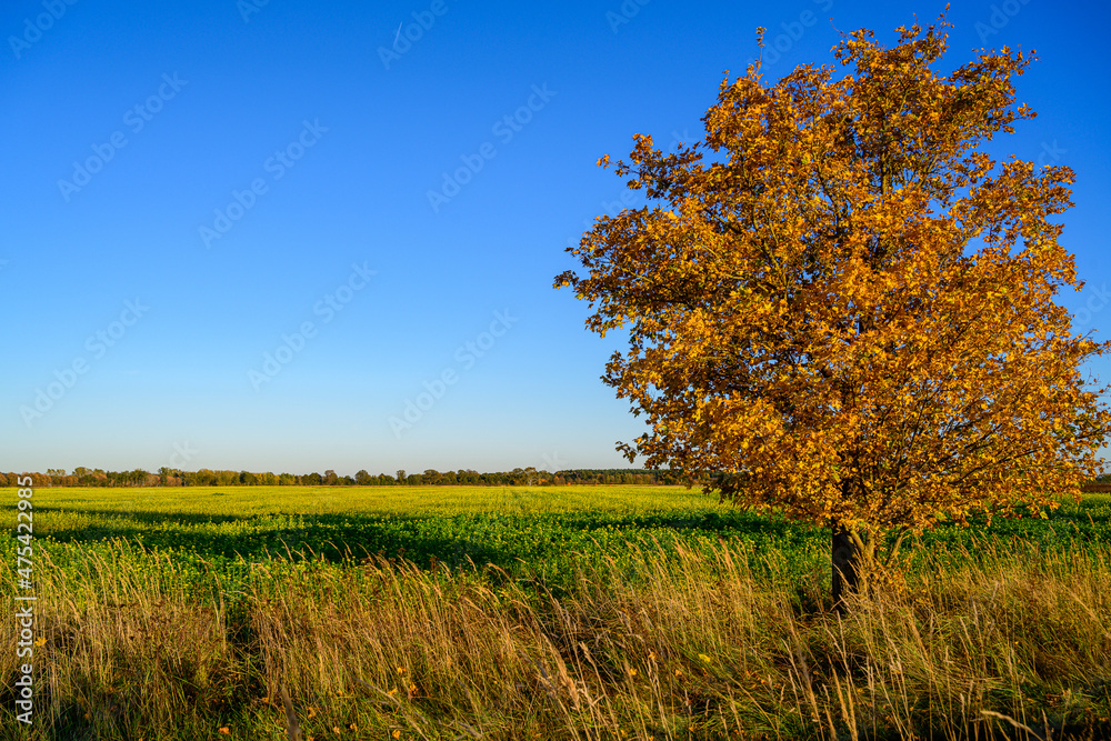 Sticker beautiful view of autumn tree with tall grasses under a blue sky